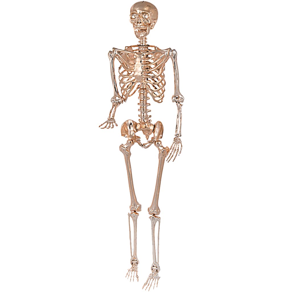 Standing Skeleton 36in
