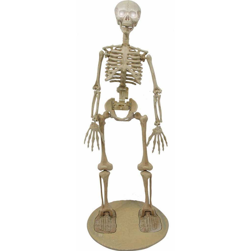 Standing Skeleton 36in