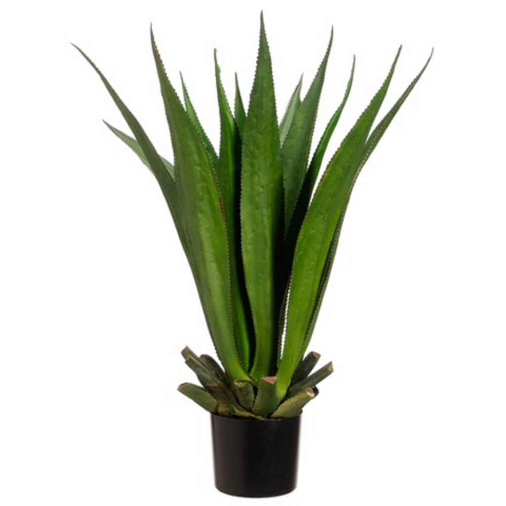 Agave Plant with 15 Leaves in Black Plastic Pot Two Tone Green 33in