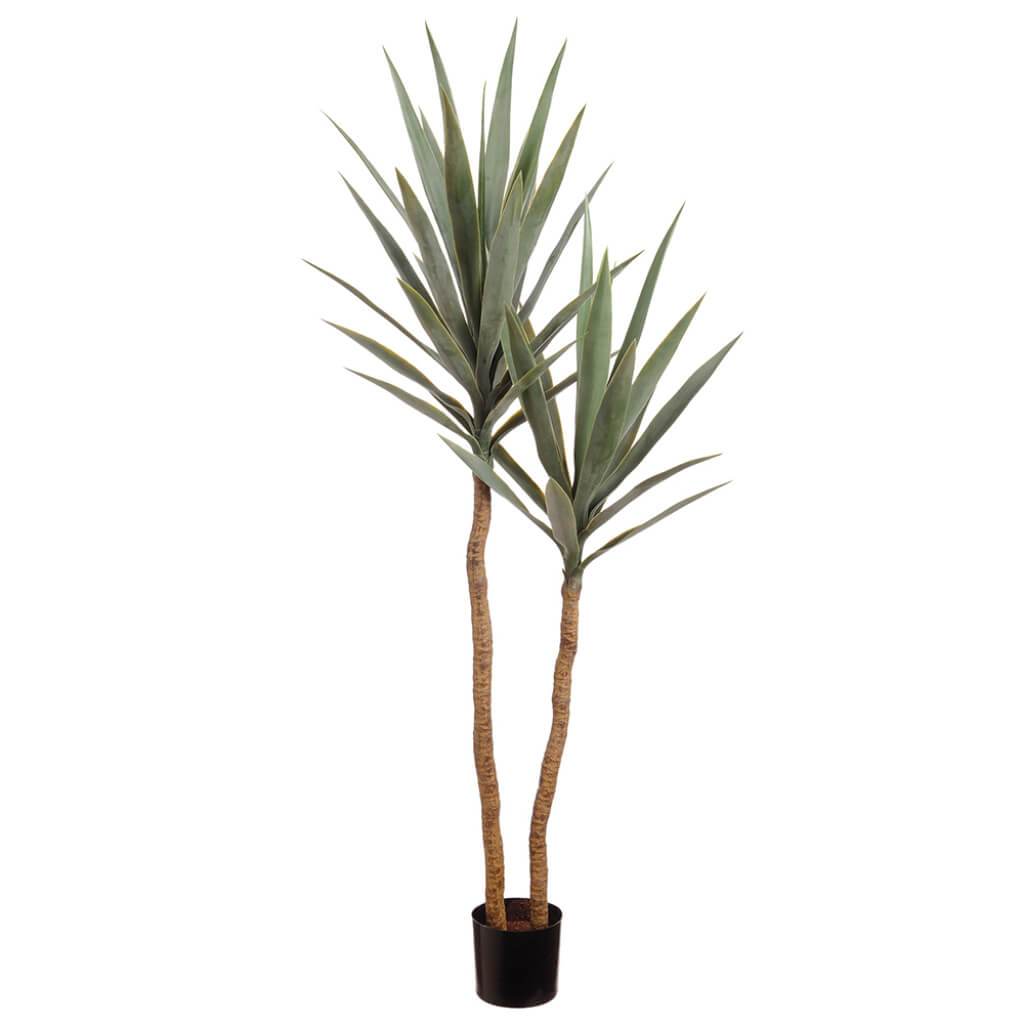 Yucca Tree x2 in Pot 52in