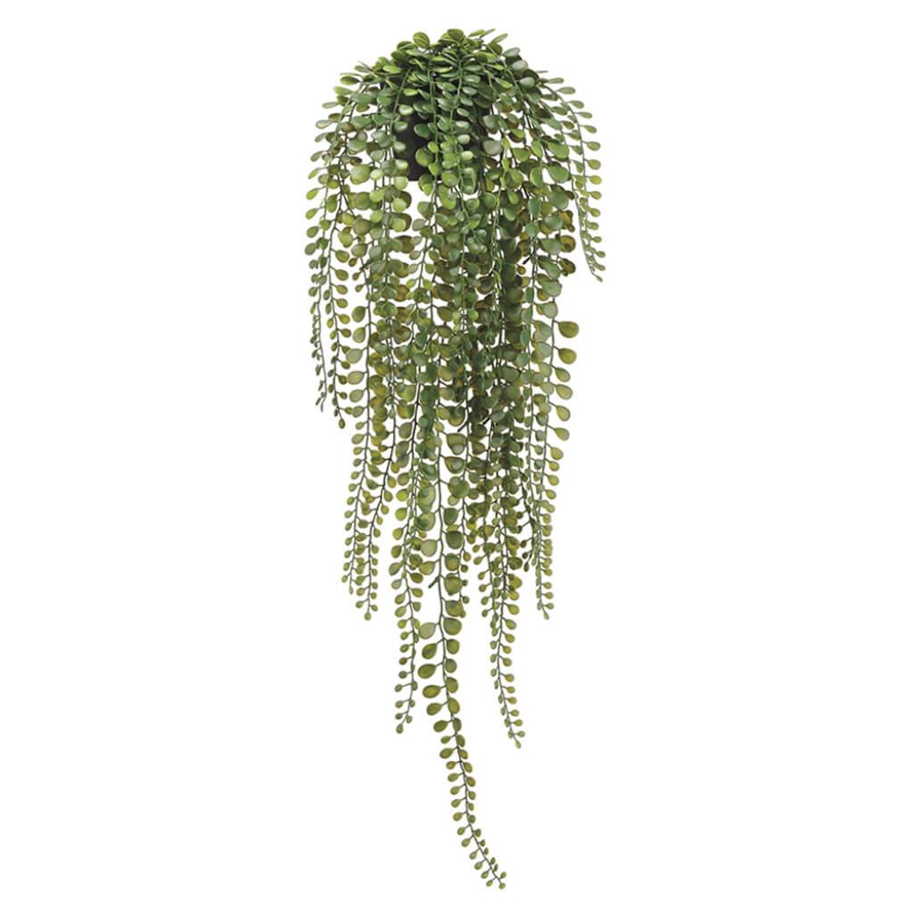 Hanging Button Leaf Fern in Plastic Pot Green 24in