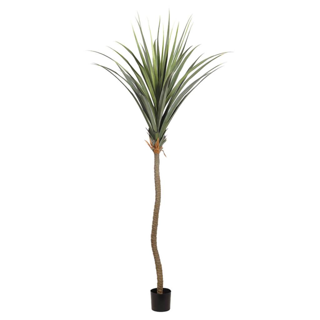 Agave Tree in Plastic Nursery Pot Green 117in