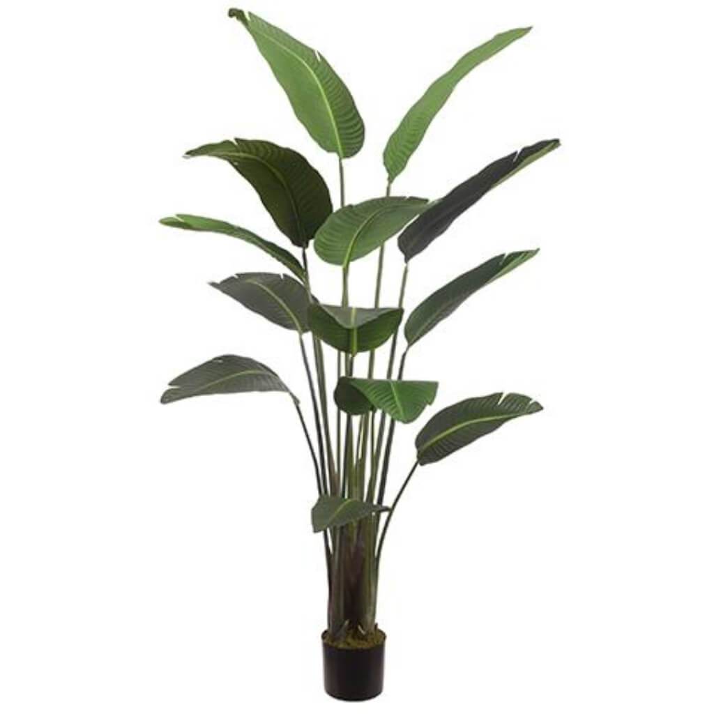 Bird of Paradise Plant With 12 Leaves in Pot Green 75in