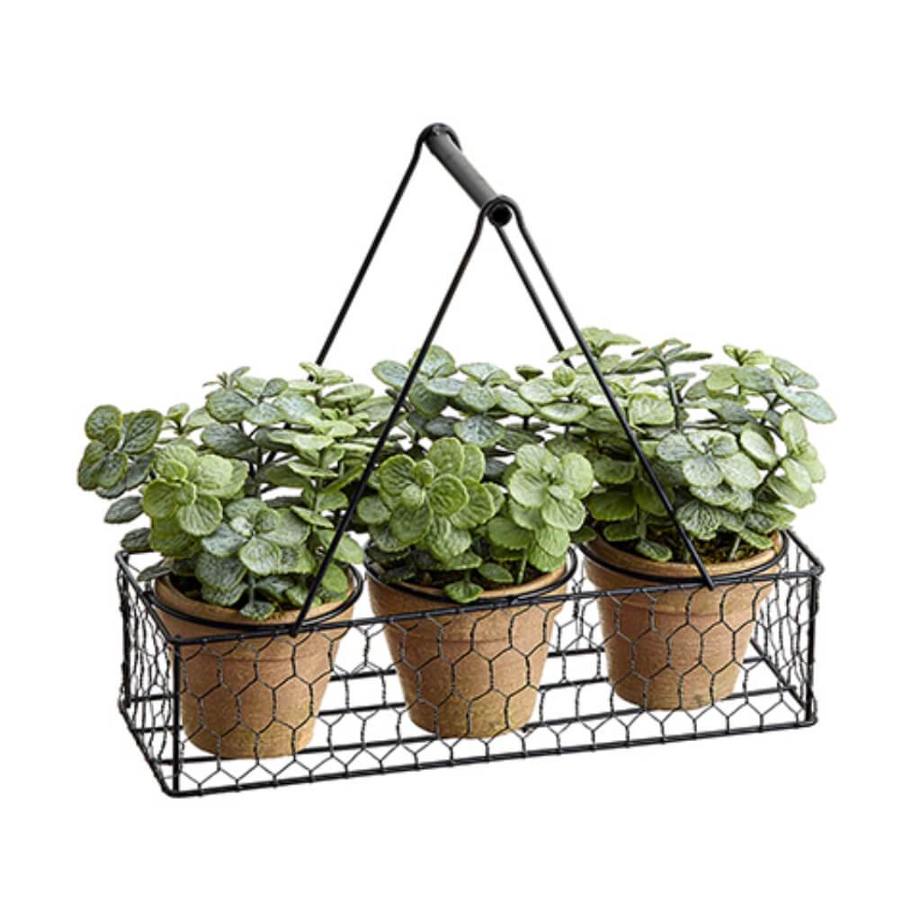 Mini Jade Plant in Terra Cotta x3 in Metal Planter Green Gray 10inH x 5inW x 12inL