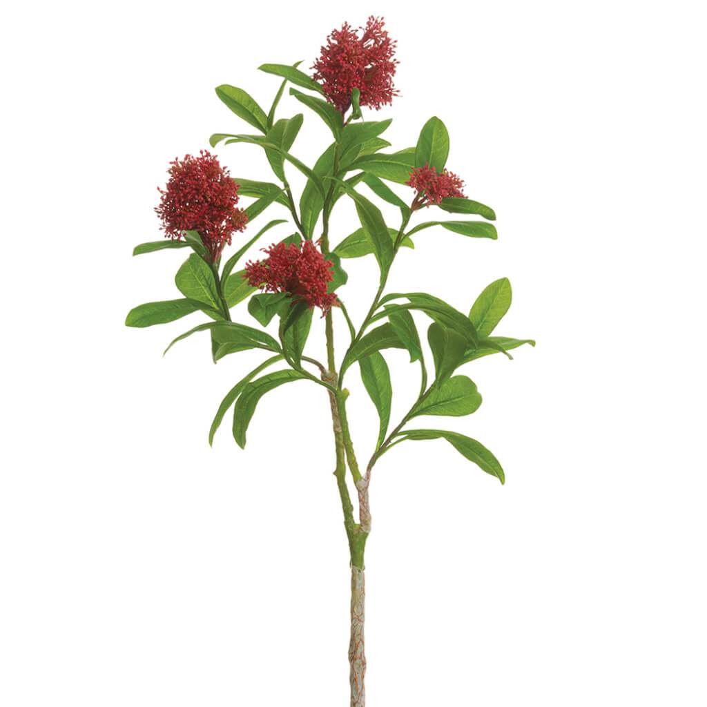 Skimmia Branch Red 26in