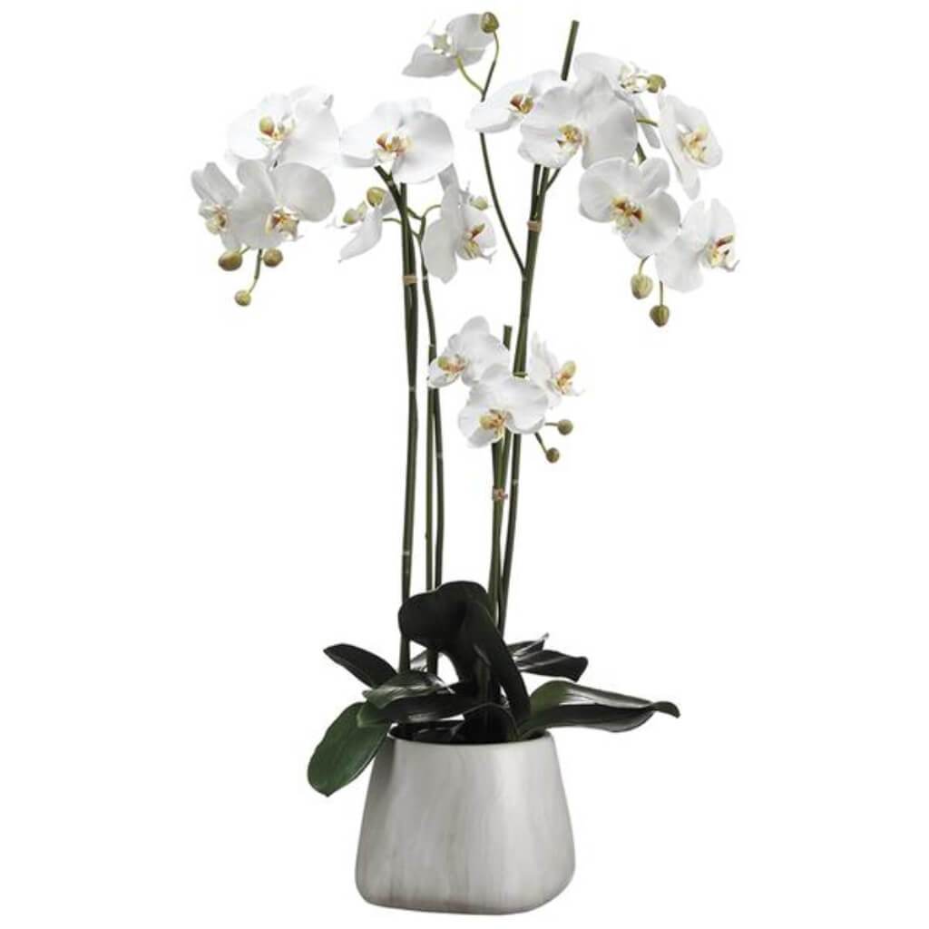 Phalaenopsis Orchid Plant In Terra Cotta Pot White 35inH x 15.5inW x 28inL