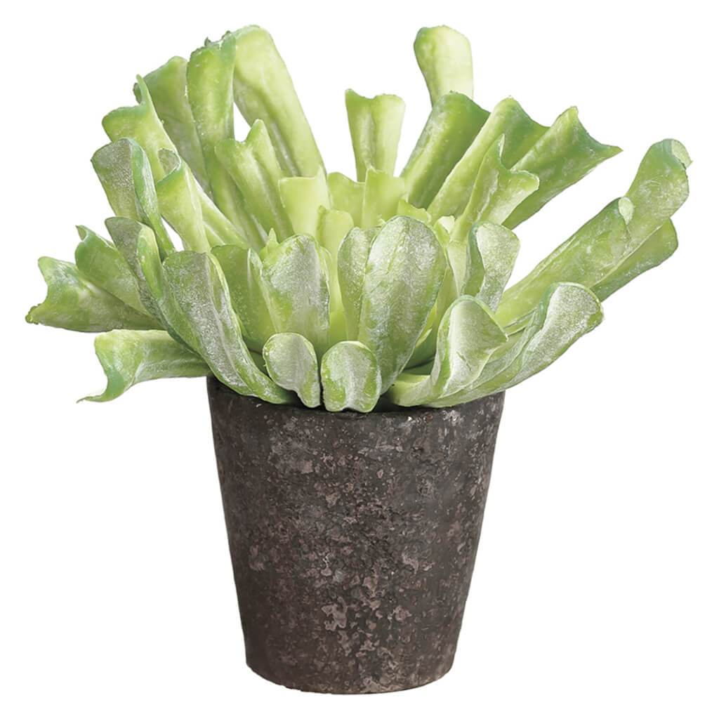 Aeonium in Cement Pot  Green Flocked 8.5in