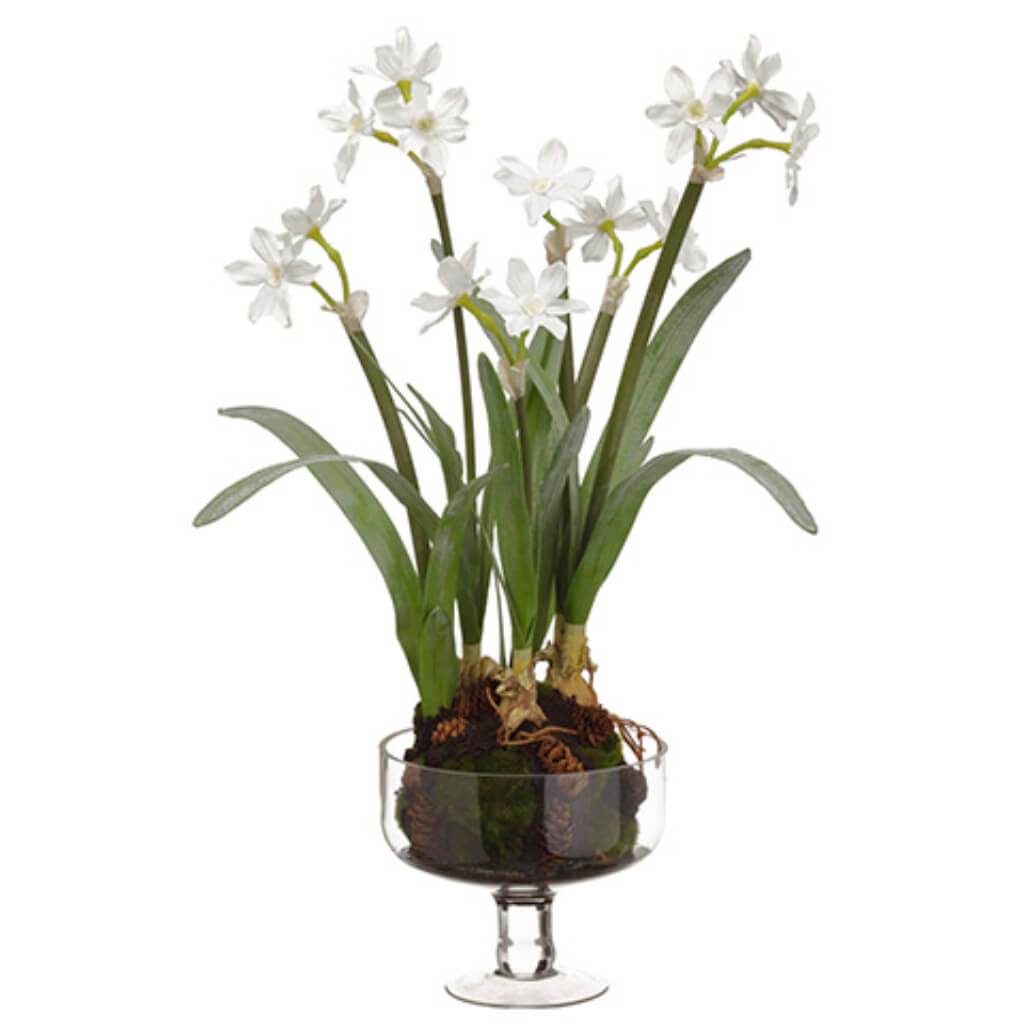 Narcissus in Glass Vase With Moss/Pine Cone White 25inH x 11in x 11inL