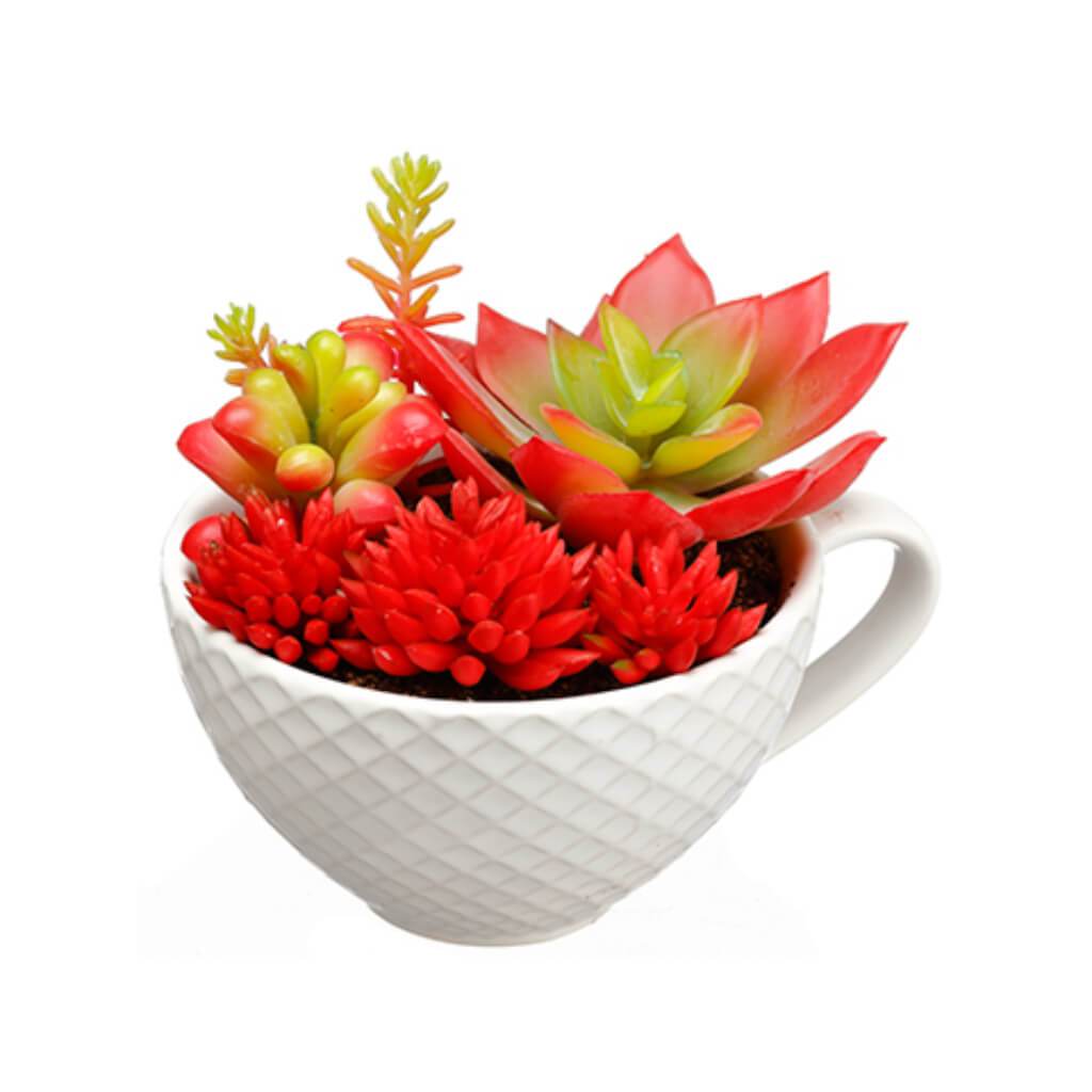 Succulent Garden in Ceramic Cup Red 3.75in