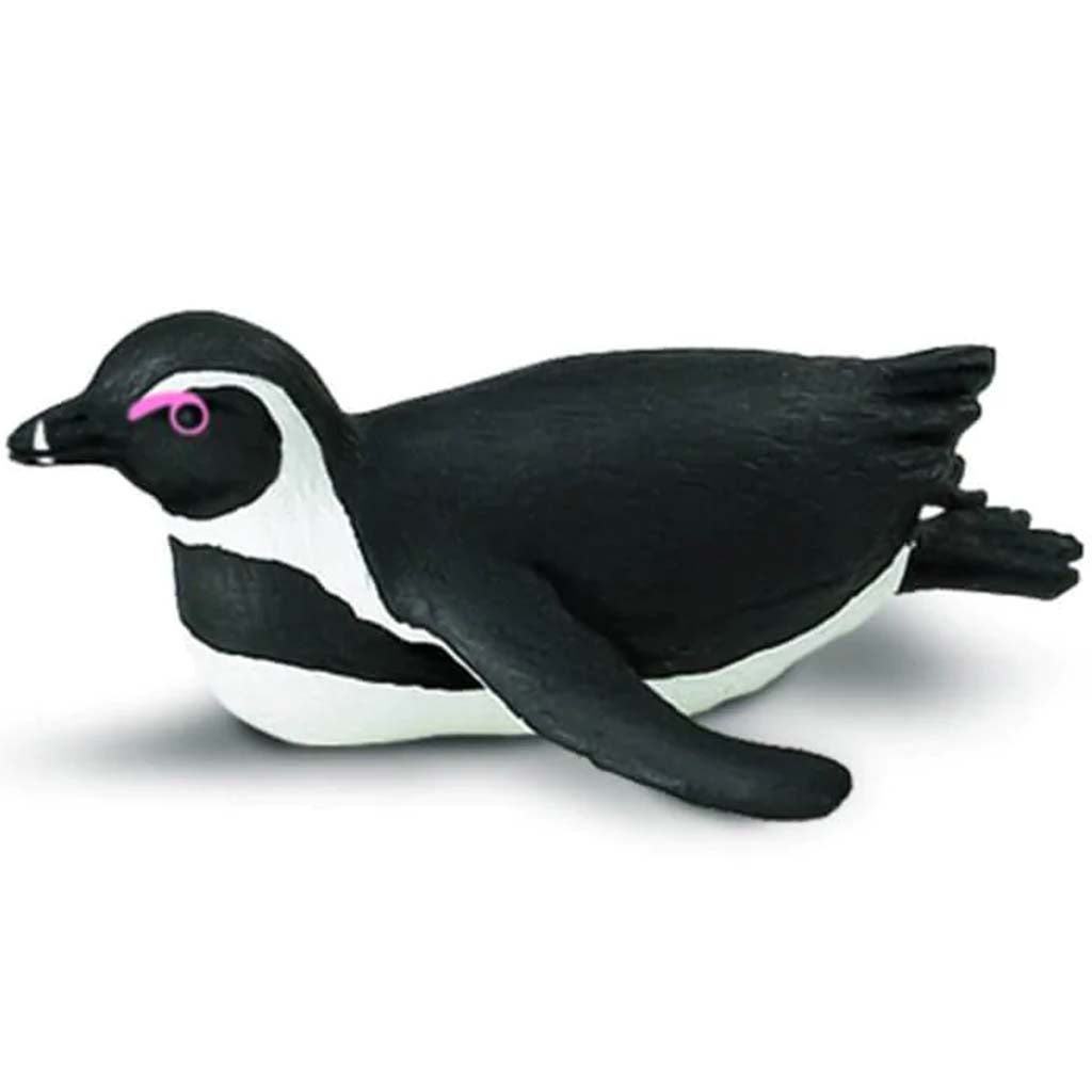 South African Penguin 