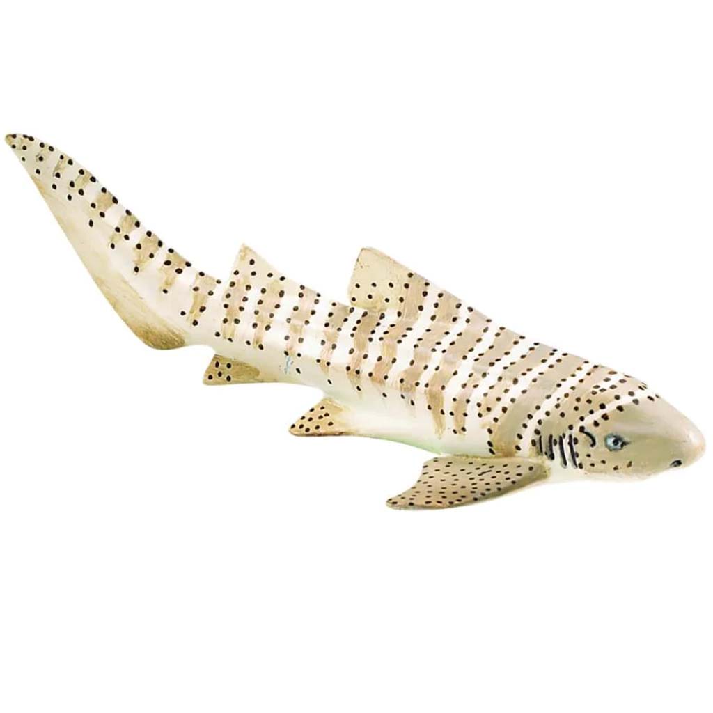 Zebra Shark 