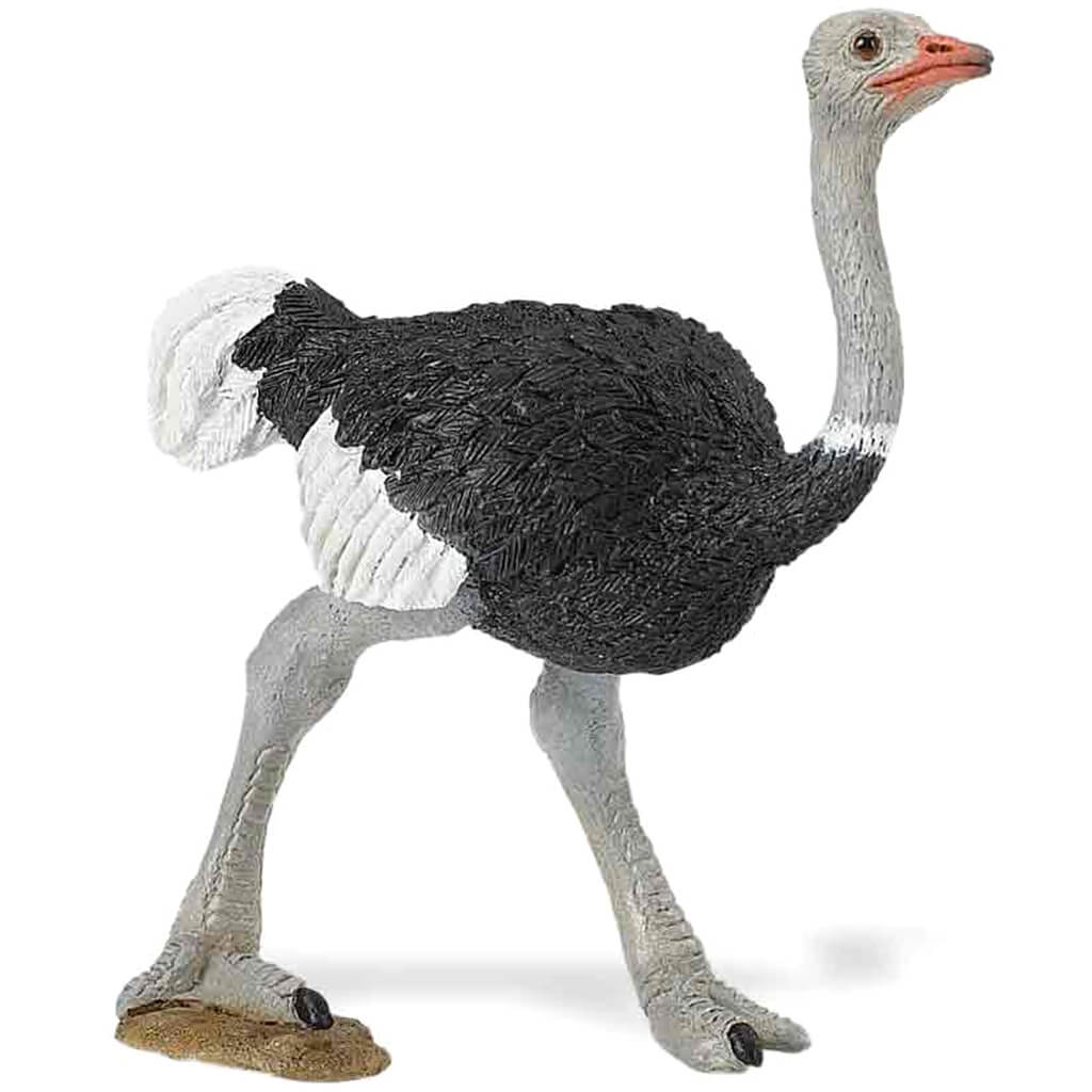 Ostrich