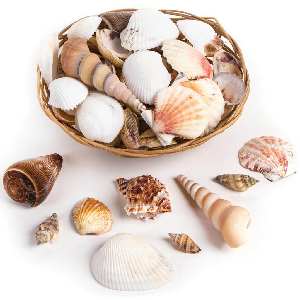 Sea Shell Pack