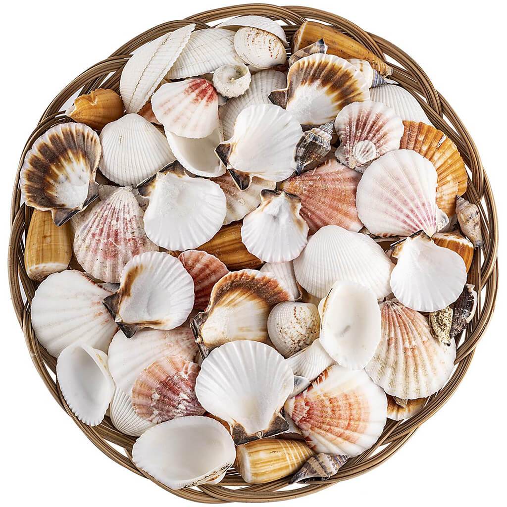 Sea Shell Pack