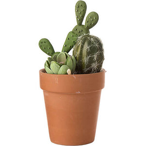 Permad Cactus Succulent in Pot, Red