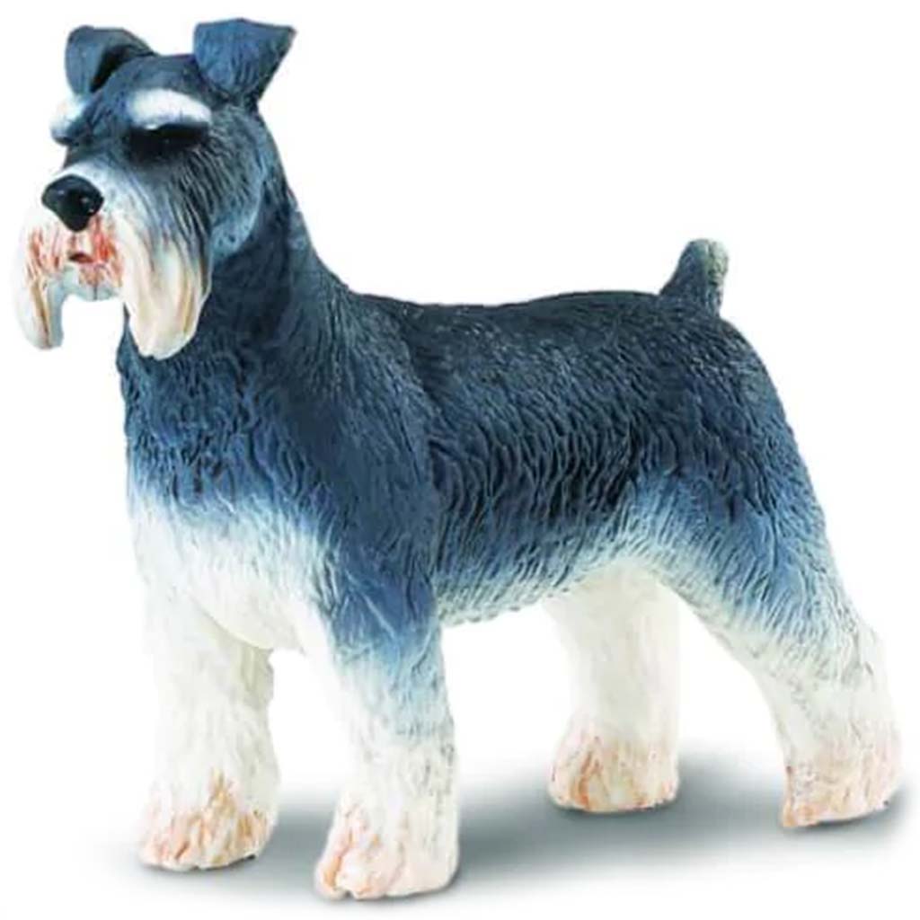 Schnauzer 