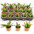 Succulent Potted in Flat Cactus Four Sides