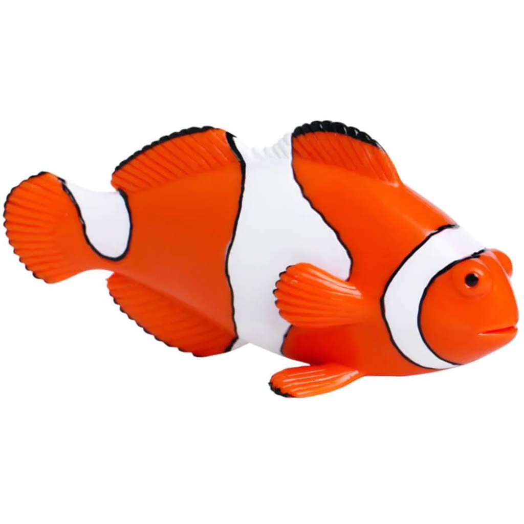 Clown Anemonefish 