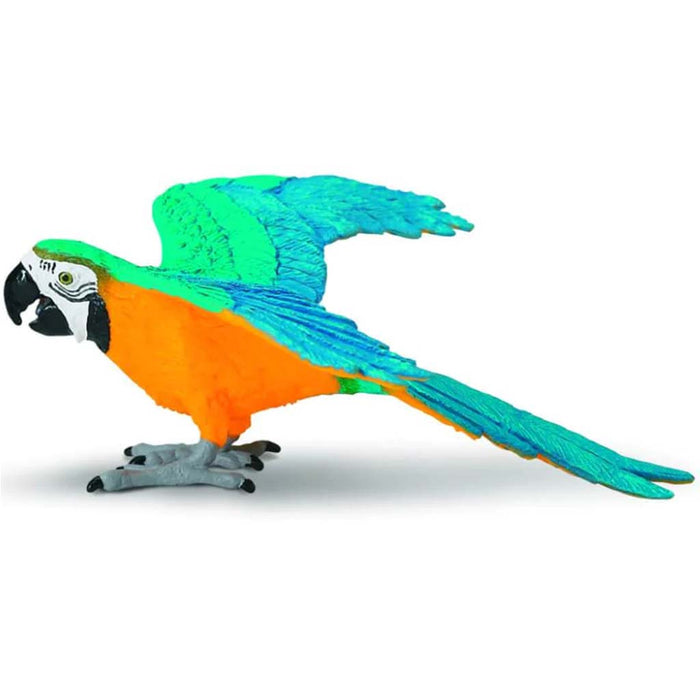 Blue & Gold Macaw 
