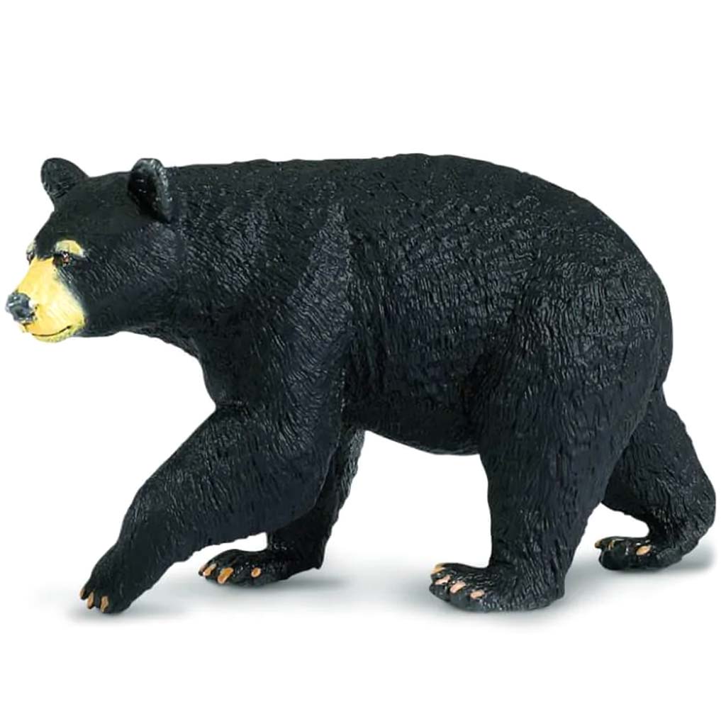 Black Bear 