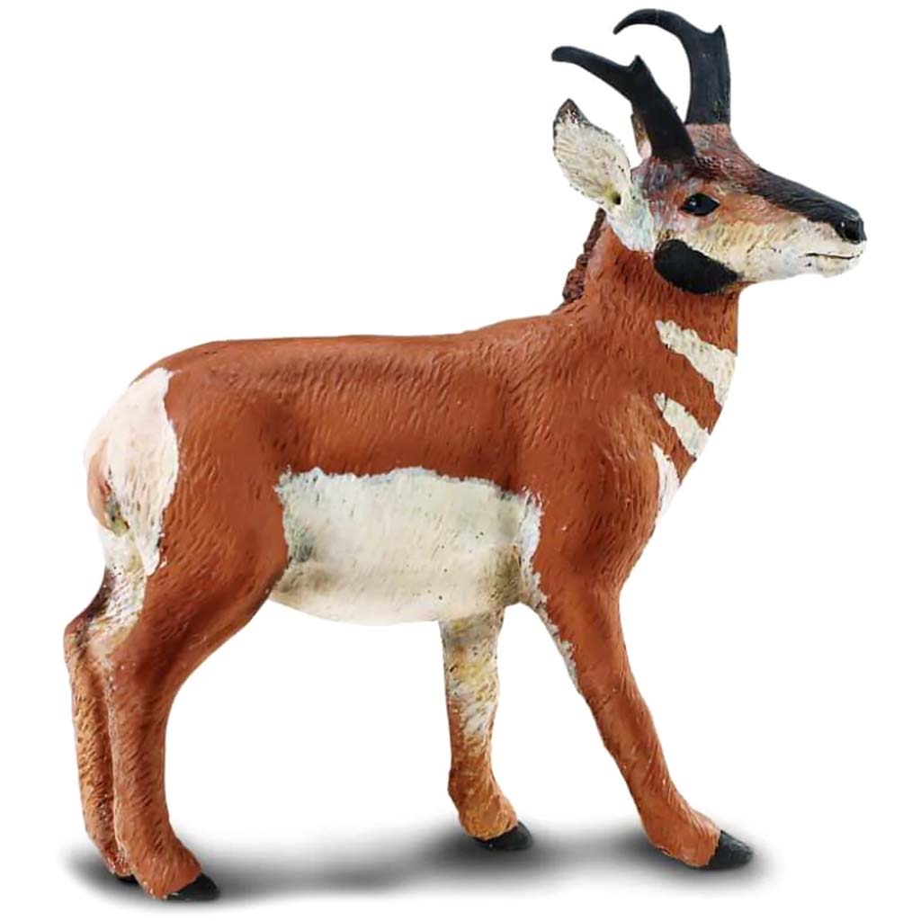 Pronghorn Buck 