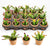 Succulent Potted in Flat Cactus Four Sides