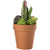 Permad Cactus Succulent in Pot, Red