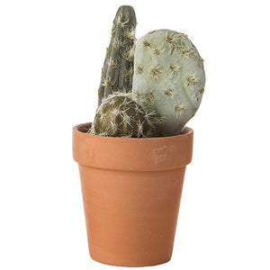 Permad Cactus Succulent in Pot, Red