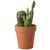 Permad Cactus Succulent in Pot, Red