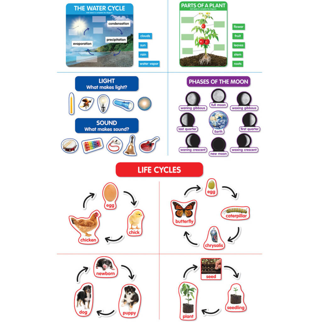 Early Science Concepts Bulletin Board