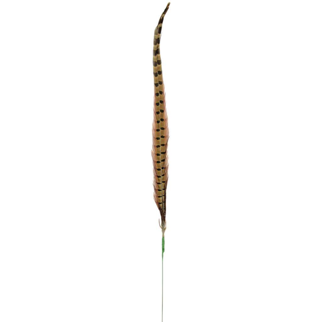 Ring-neck Pheasant Feather Stem