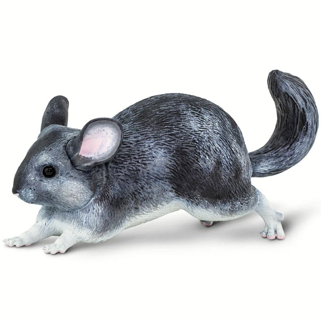 Chinchilla