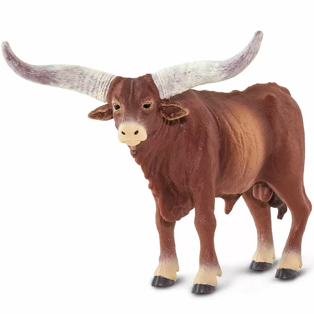 Watusi Bull