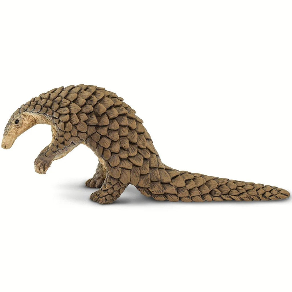 Pangolin