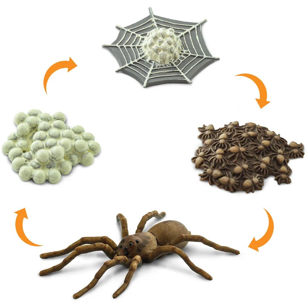 Life Cycle of a Spider