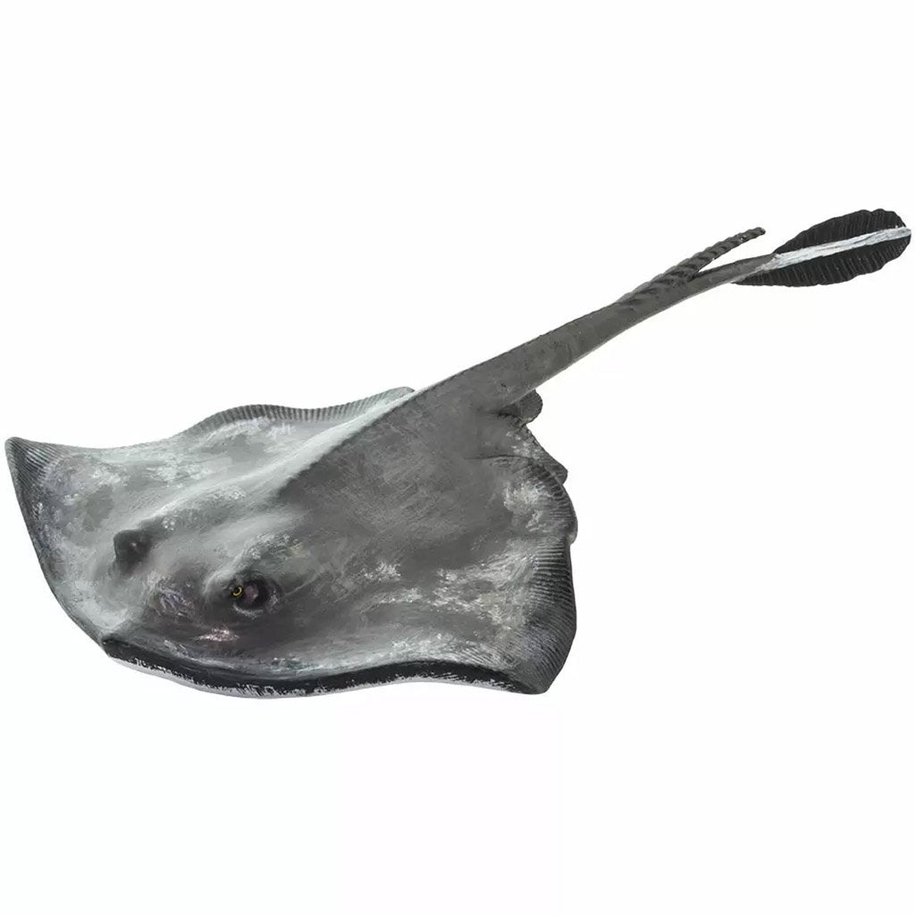 Sting Ray