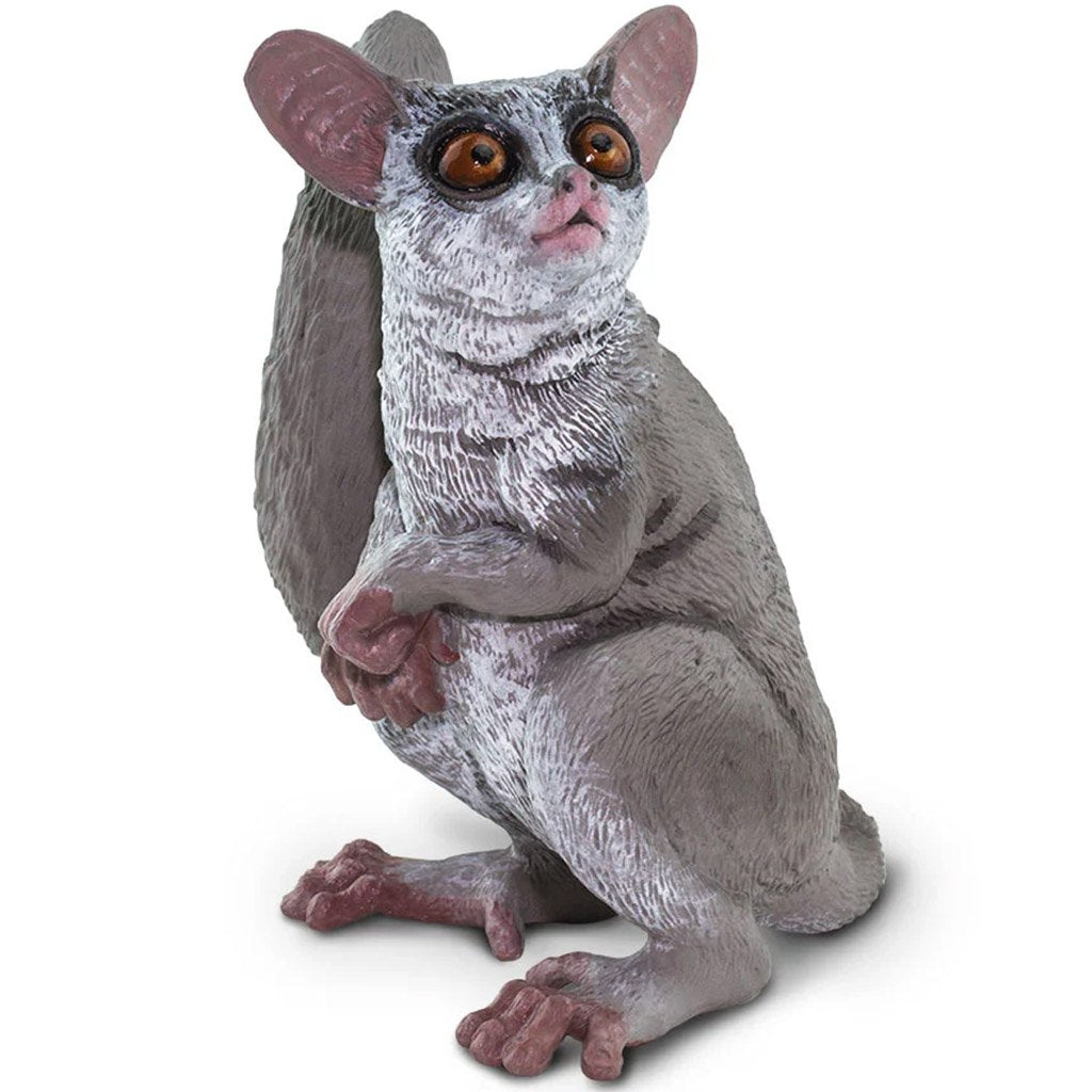 Bush Baby