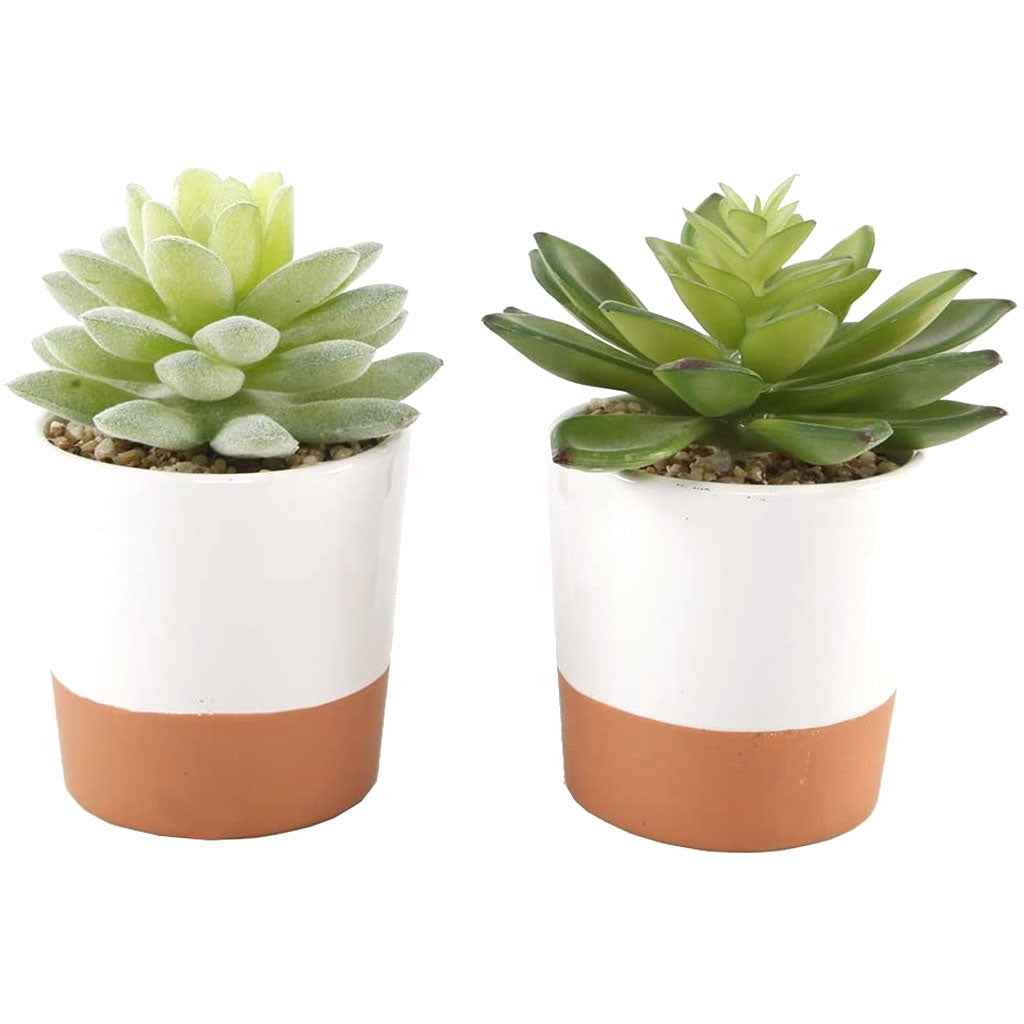 Succulents in Ceramic Pot