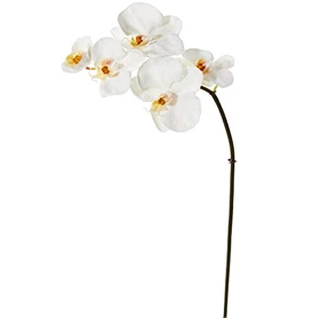 Phalaenopsis Orchid Spray Cream 30in