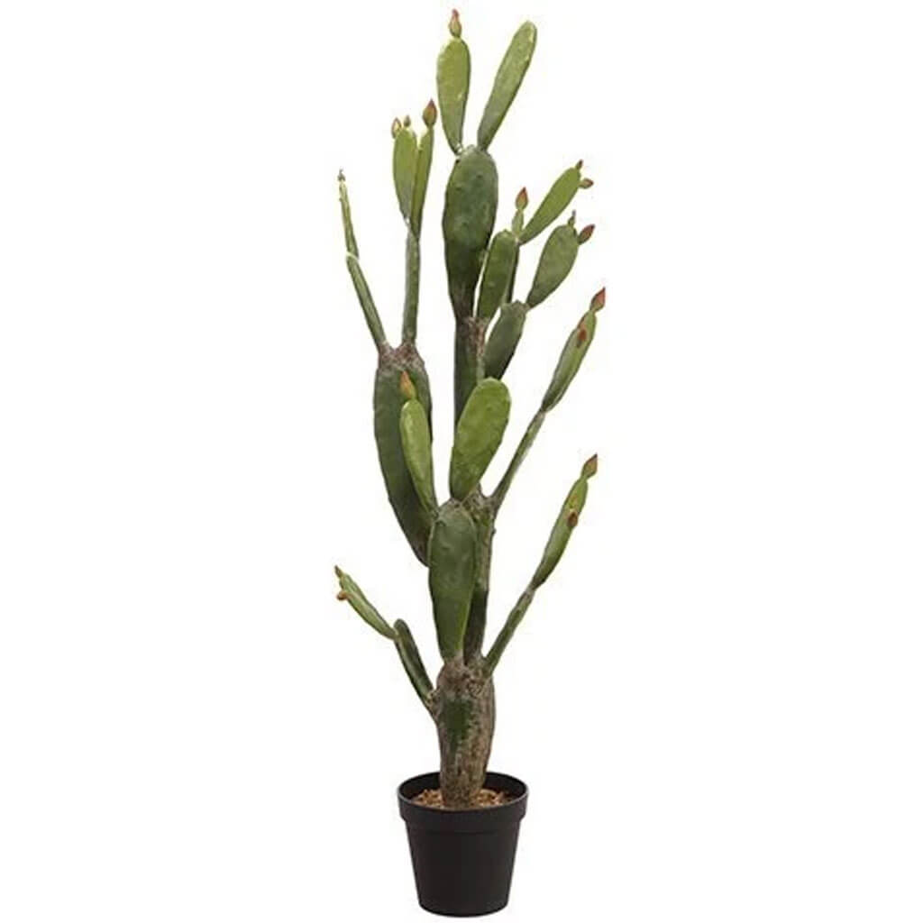 Bunny Ear Cactus in Plastic Pot Green 80in