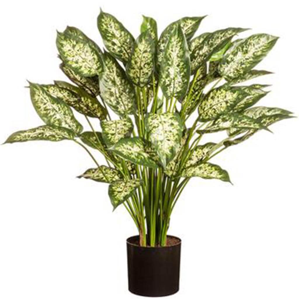 Dieffenbachia Plant in Pot Green Cream 29.5in