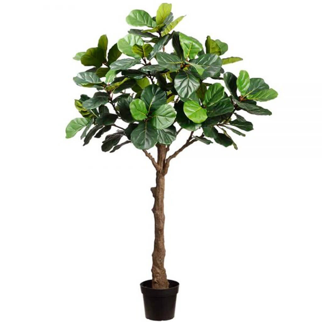 Fiddle Leaf Tree in Plastic Nursery Pot Green 82in