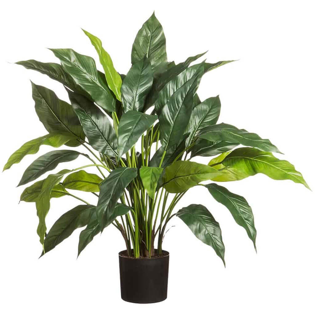 Spathiphyllum Plant Green 29.5in