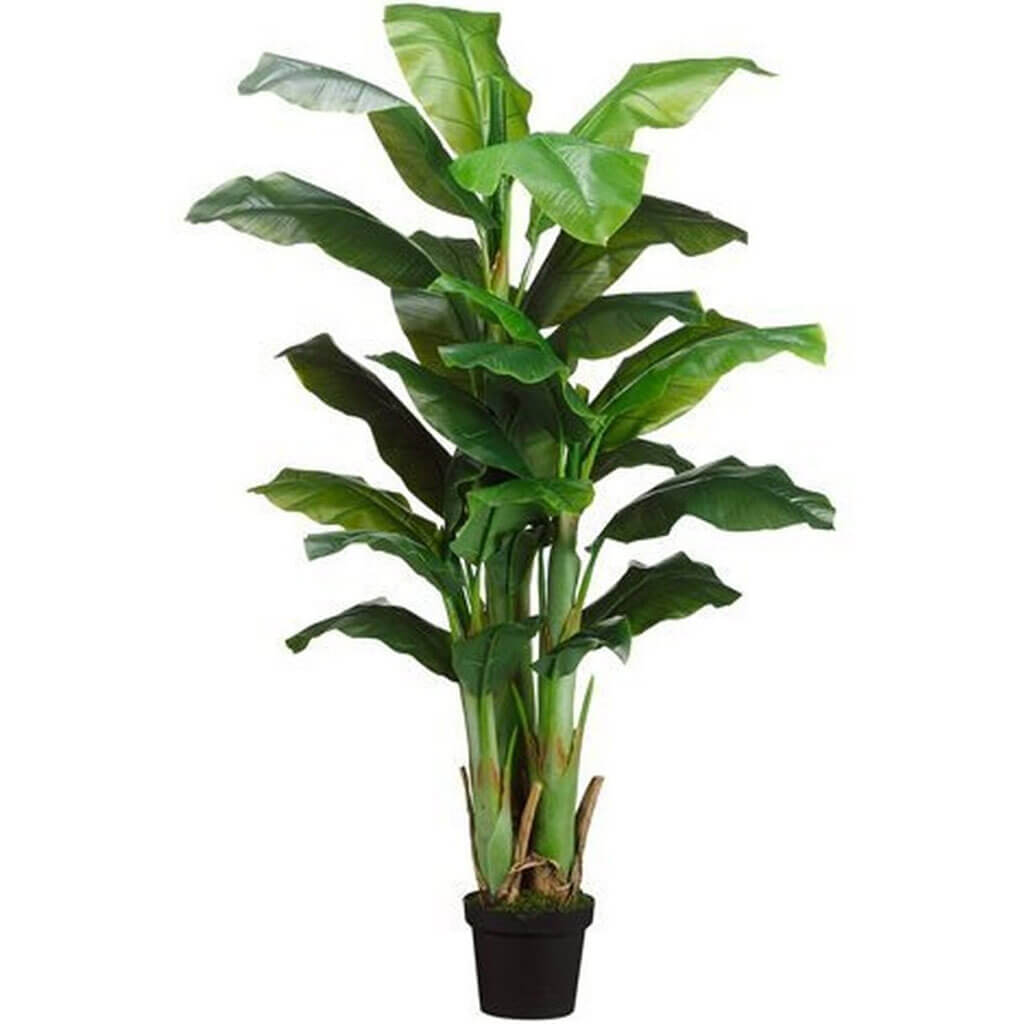 Banana Tree x3 in Pot Green 5ft