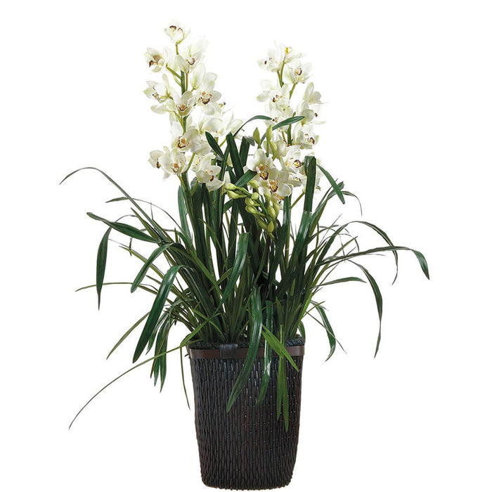 Cymbidium in Basket White 43inH x 33inW x 33inL