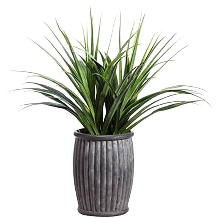 Dracaena in Fiber Cement Planter Green 68in