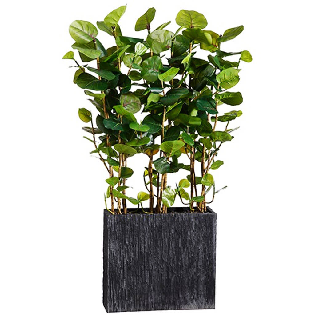 EVA Sea Grape Wall Divider in Rectangular Container Green 6.5ft