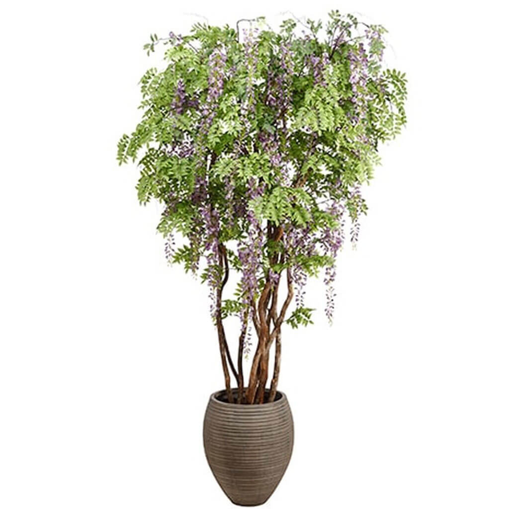 Wisteria in Clay Planter Lavender 9ft