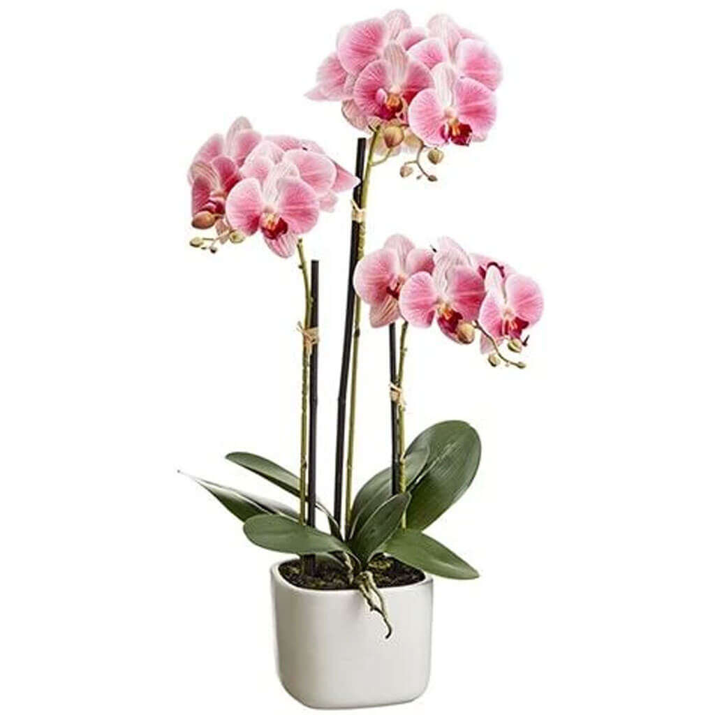 Phalaenopsis Orchid Plant x3 in Terra Cotta Pot Two Tone Pink 25in