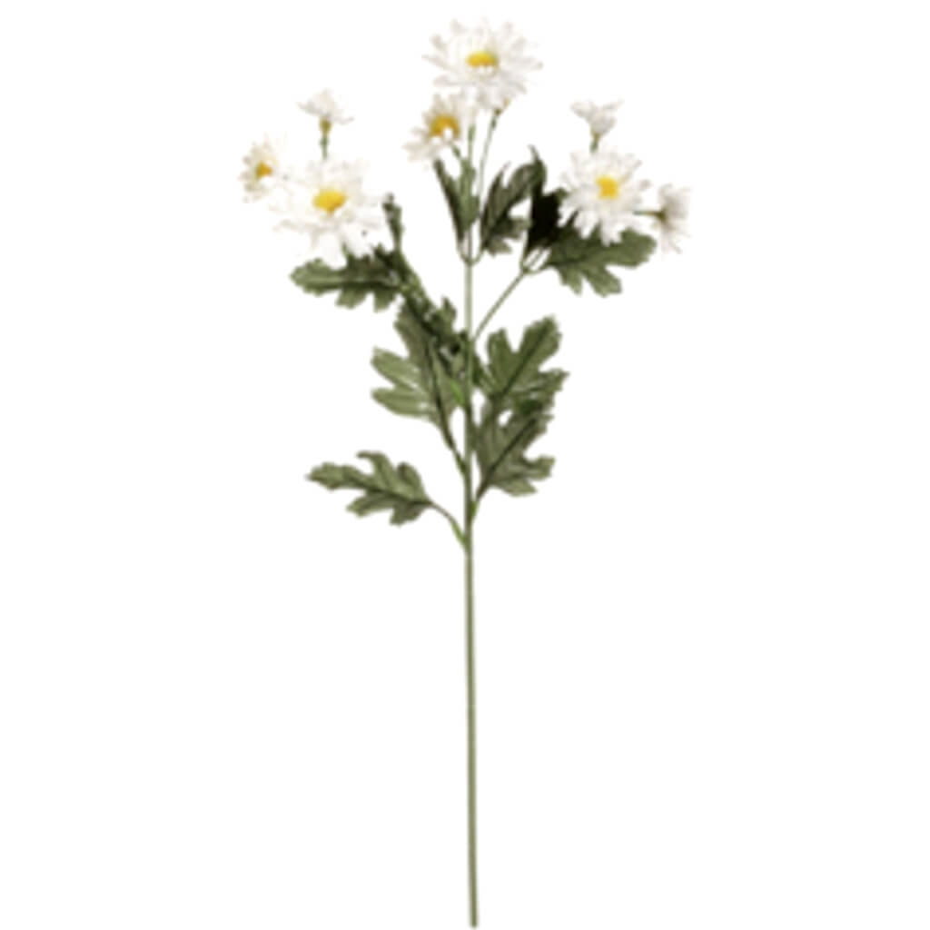 Aster Daisy Spray White 26in